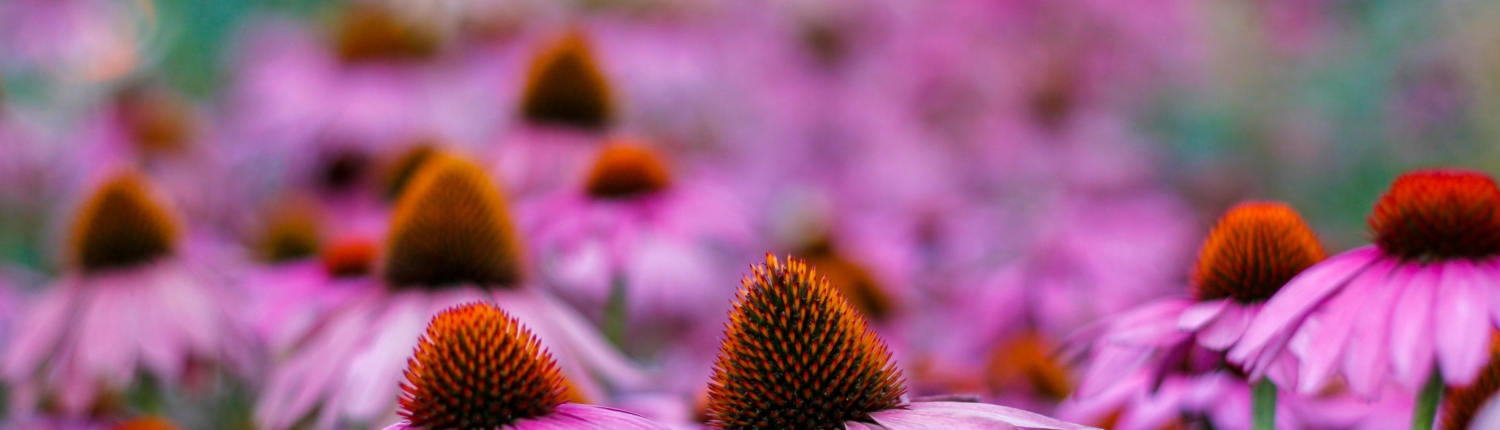 pexels-rami-tayyem-831085-3759375