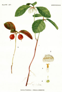 gaulthérie couchée botanique