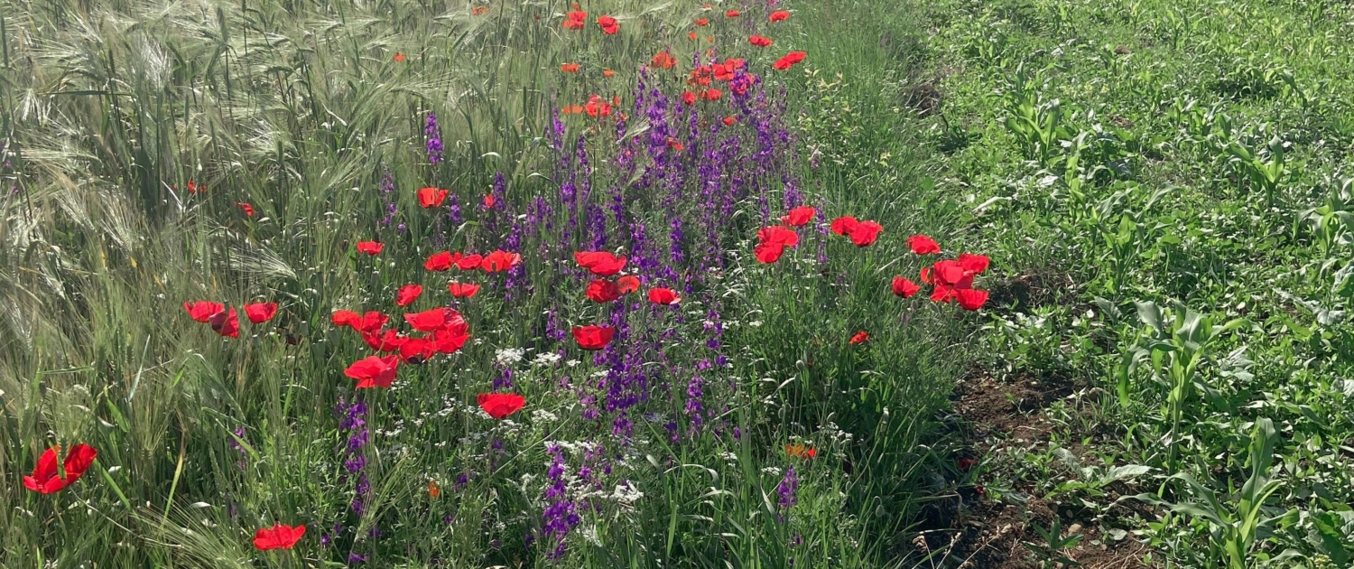 conseil de saison été conseil de saison été
