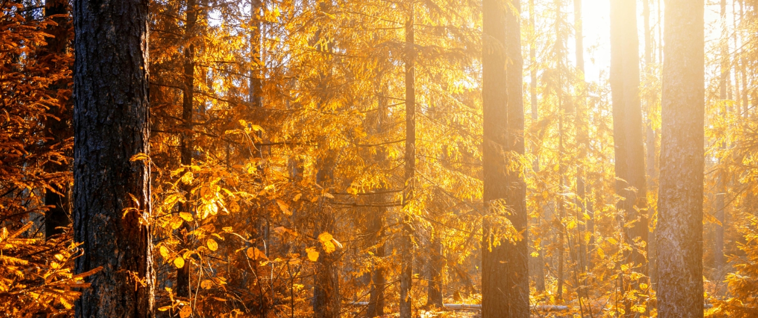 automne2024 automne2024