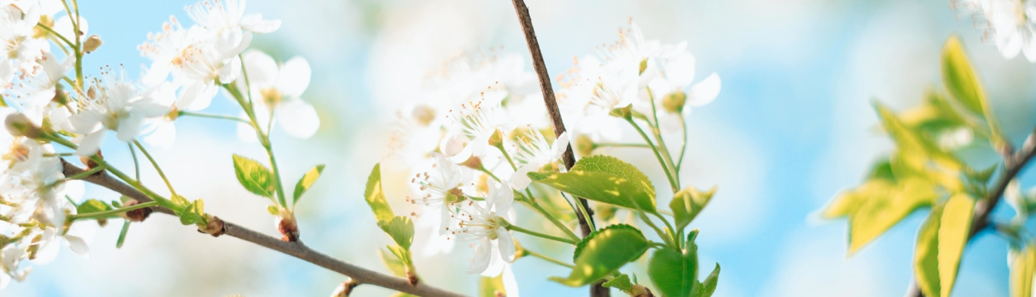 herboristerie printemps herboristerie printemps