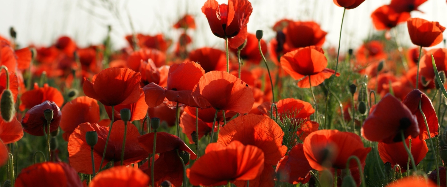 vijakob-poppies-4839317_1920