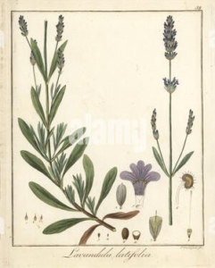 lavande aspic botanique